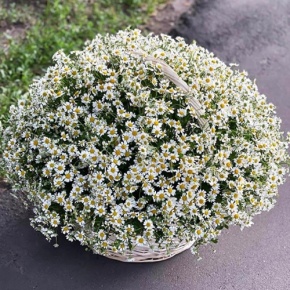 Композиция в корзине из 151 ромашки в Красногорске