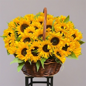 Композиция в корзине из 51 подсолнуха в Красногорске
