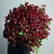 Монобукет из 75 кустовых роз Марун (70 см) в Красногорске Монобукет из 75 кустовых роз Марун (70 см) в Красногорске