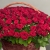 Композиция в корзине из 151 красной розы в Красногорске