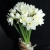 Букет из 25 нарциссов в Красногорске Букет из 25 нарциссов в Красногорске
